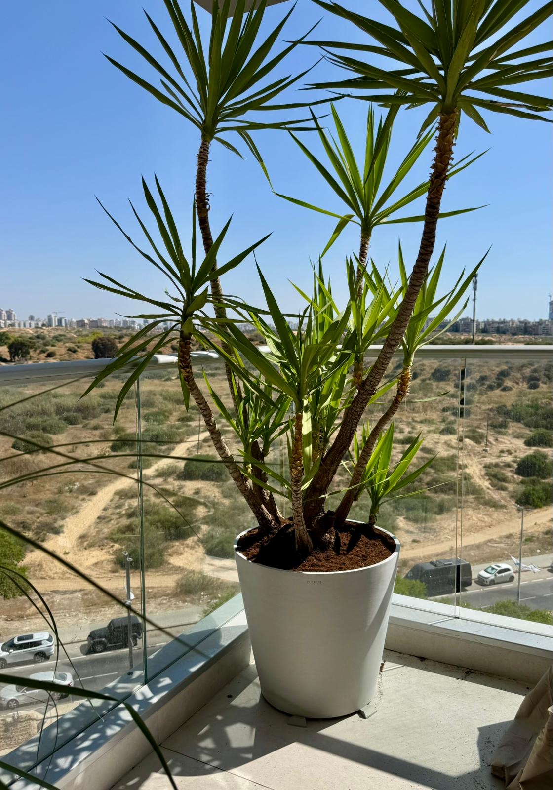 עציץ Pure Round לבן — מרפסת מגורים. צילום פרויקט אמיתי של Ecopots בישראל