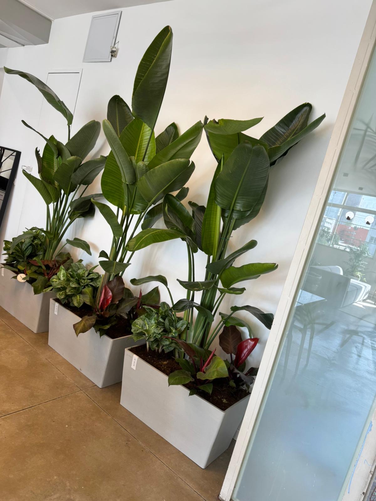 לובי מסחרי מודרני, אדנית מלבנית של Ecopots עם צמחי סטרליציה גבוהים פורחים