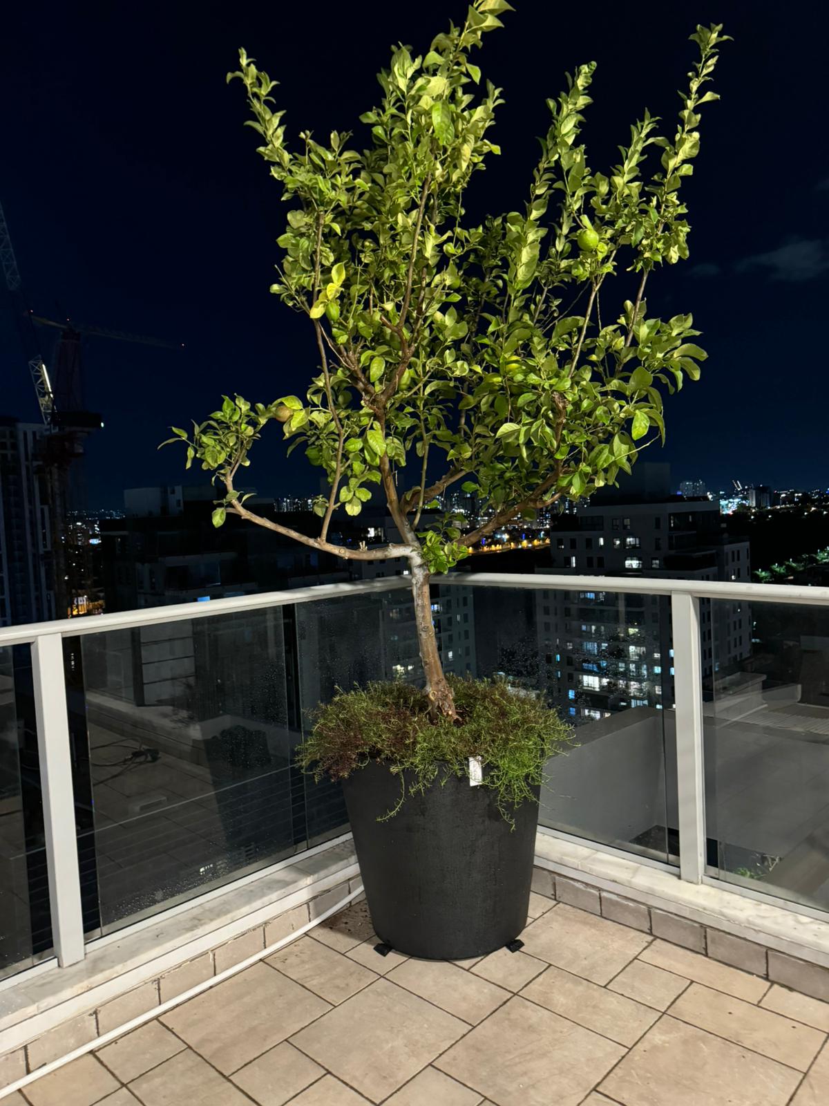 מרפסת פנטהאוז בשעת לילה, שורת עציצי Ecopots בגוון כהה עם עצי הדר מוארים על רקע נוף עירוני