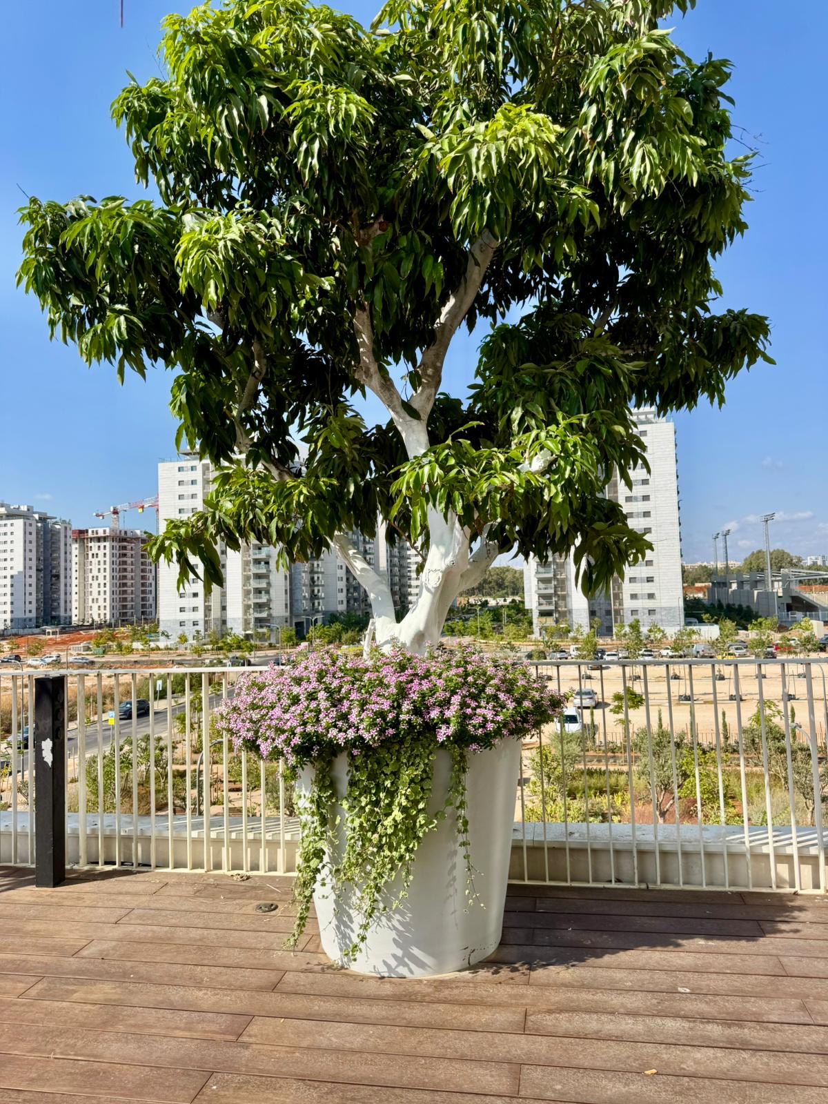 עציץ Cylinder גבוה במרפסת — מרפסת מוגבהת. צילום פרויקט אמיתי של Ecopots בישראל